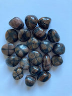 Chiastolite - Pierres roulées - Qualité A